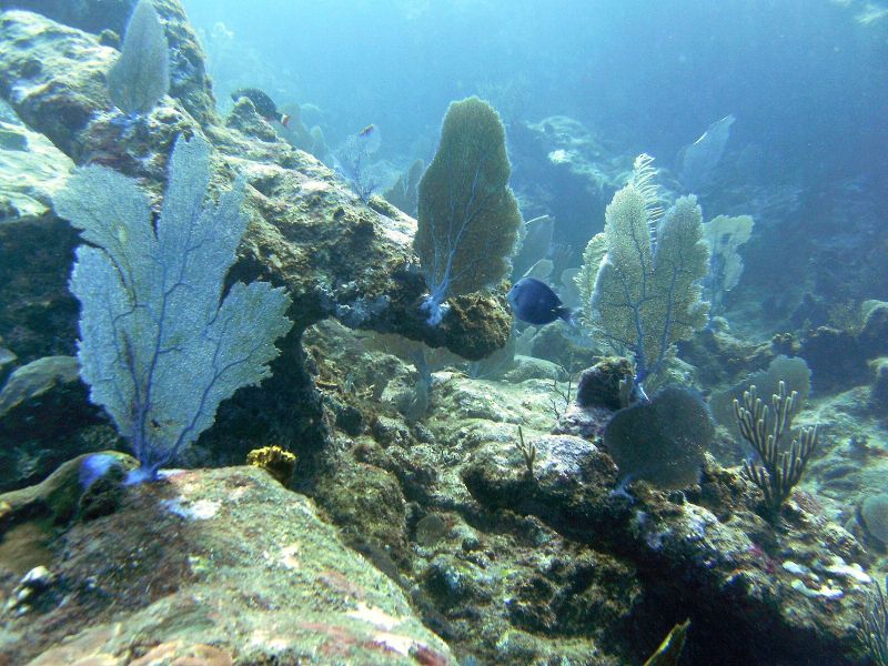 La Laguna Diving Spot Las Galeras Samana